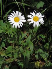 Kopretina okrouhlolistá (Leucanthemum waldsteinii (Schultz-Bip.) Pouzar)