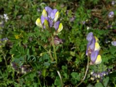 Vikev (Vicia lunata (Boiss. et Balansa) Boiss.)