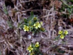 Len (Linum strictum L.)