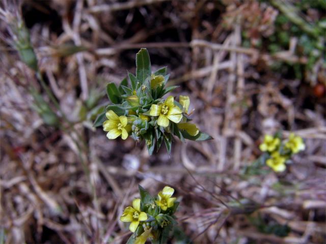 Len (Linum strictum L.)