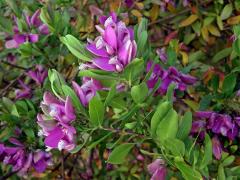 Vítod myrtolistý (Polygala myrtifolia L.)