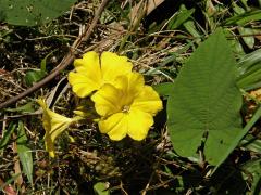 Merremia umbellata (L.) H. Hallier