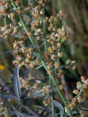 Pelyněk černobýl (Artemisia vulgaris L.)