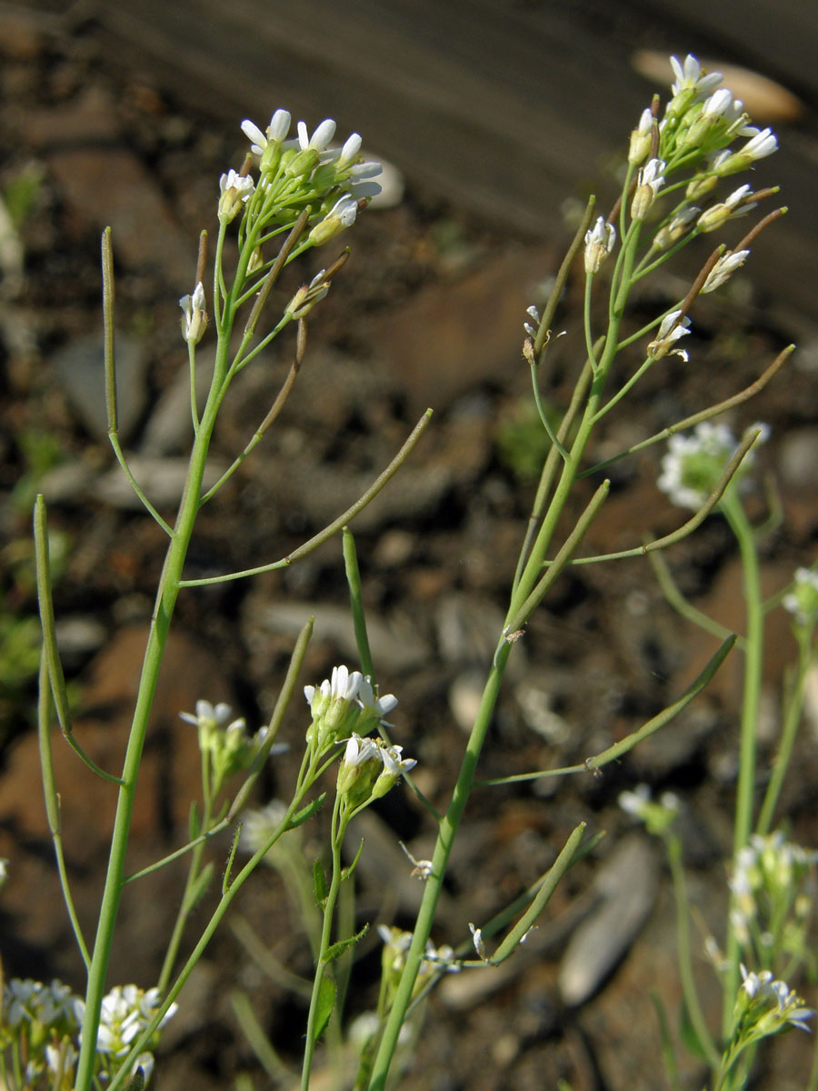 Huseníček rolní (Arabidopsis thaliana (L.) Heynh.)