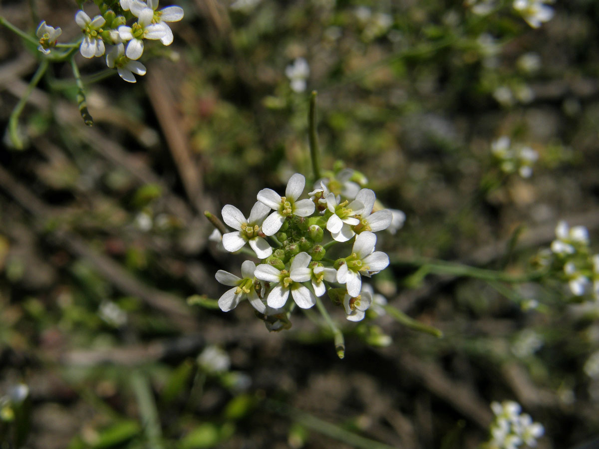 Huseníček rolní (Arabidopsis thaliana (L.) Heynh.)