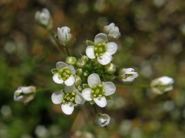 Huseníček rolní (Arabidopsis thaliana (L.) Heynh.)