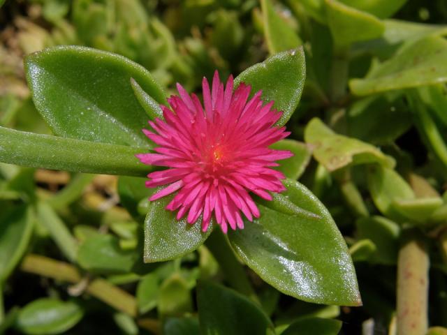 Apténie srdčitá (Aptenia cordifolia (L. fil.) Schwantes)