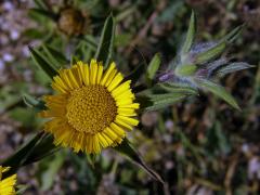 Hvězdička ostnitá (Astericus spinosus (L.) Schultz-Bip.)