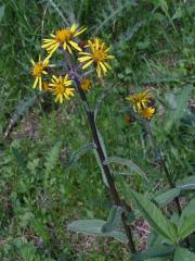 Starček potoční (Tephroseris crispa (Jacq.) Schur)