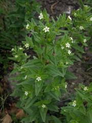 Kamejka lékařská (Lithospermum officinale L.)