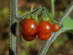 Lilek žlutý (Solanum villosum Mill.)