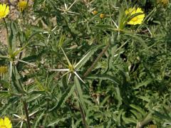 Chrpa (Centaurea pallescens Delile)