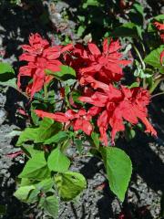 Šalvěj zářivá (Salvia splendens R. et Sch.)