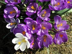 Šafrán bělokvětý (Crocus albiflorus L.)