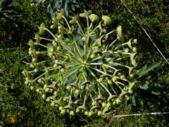 Pryšec hnědokvětý (Euphorbia characias L.)