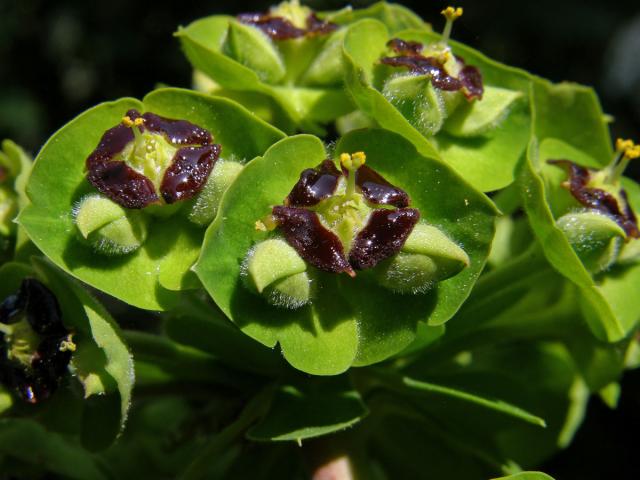 Pryšec hnědokvětý (Euphorbia characias L.)