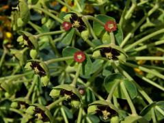 Pryšec hnědokvětý (Euphorbia characias L.)