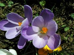 Šafrán bělokvětý (Crocus albiflorus L.)