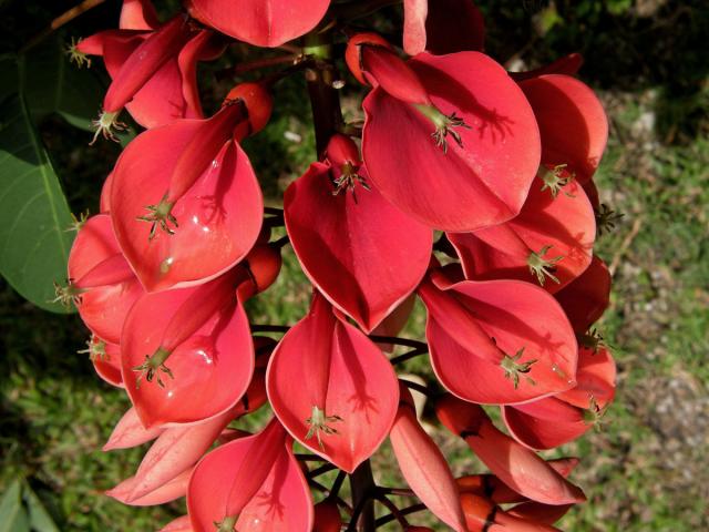 Zarděnice (Erythrina crista-galli L.)