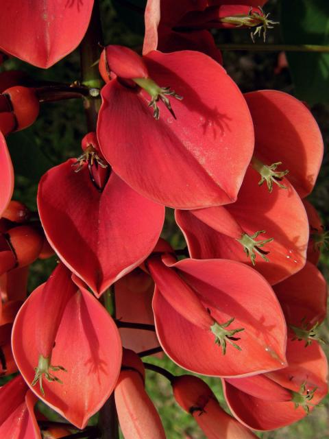 Zarděnice (Erythrina crista-galli L.)