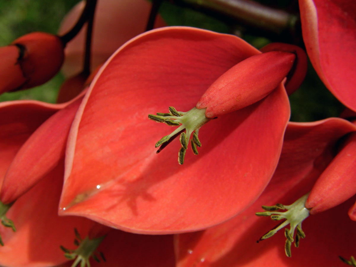 Zarděnice (Erythrina crista-galli L.)