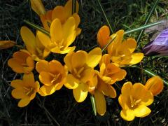 Šafrán žlutý (Crocus flavus West.)