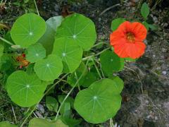 Lichořeřišnice větší (Tropaeolum majus L.)