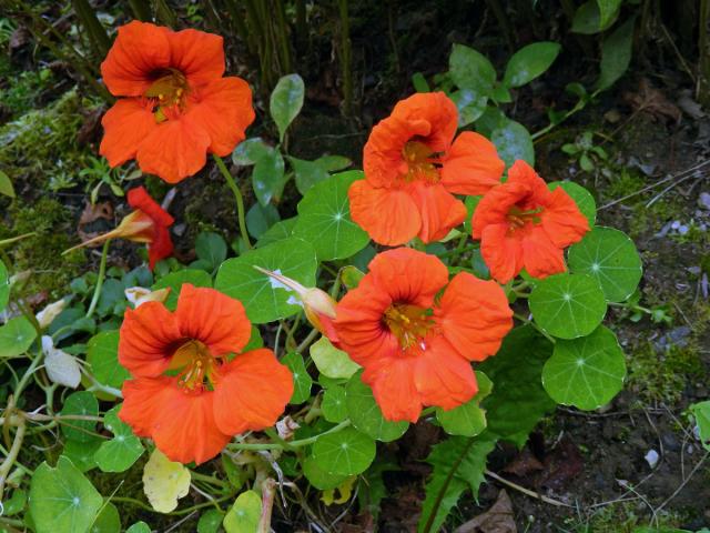 Lichořeřišnice větší (Tropaeolum majus L.)