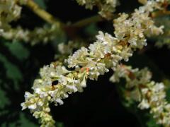 Křídlatka sachalinská (Reynoutria sachalinensis (Friedr. Schmidt) Nakai)