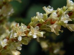 Křídlatka sachalinská (Reynoutria sachalinensis (Friedr. Schmidt) Nakai)