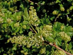 Rybíz alpínský (Ribes alpinum L.)   