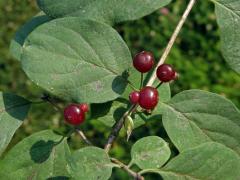 Zimolez obyčejný (Lonicera xylosteum L.)