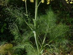 Ločidlo (Ferula communis L.)