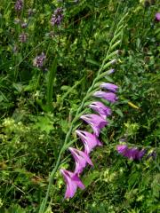 Mečík (Gladiolus L.)