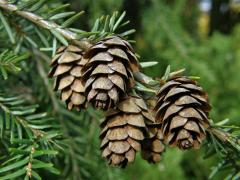 Tsuga kanadská (Jedlovec kanadský) (Tsuga canadensis (L.) Carriére)