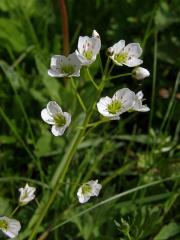 Řeřišnice hořká (Cardamine amara L.)