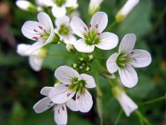 Řeřišnice hořká (Cardamine amara L.)