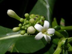 Morinda citrifolia L.