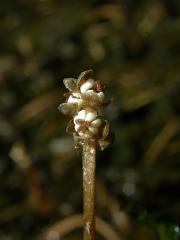 Rdest kadeřavý (Potamogeton crispa L.)