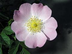 Růže šípková (Rosa canina L.)