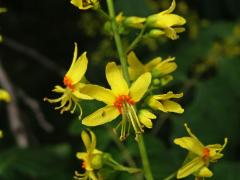 Svitel latnatý (Koelreuteria paniculata Laxm.)