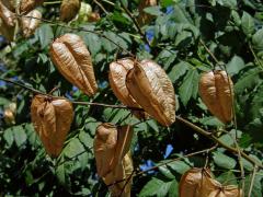 Svitel latnatý (Koelreuteria paniculata Laxm.)