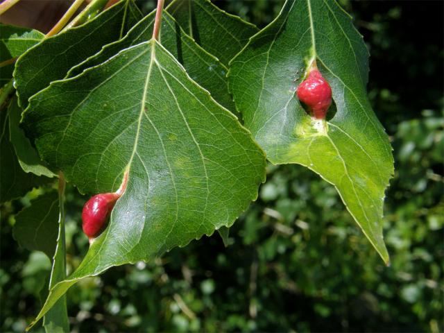 Hálky dutilky mrkvové (Pemphigus phenax); topol černý