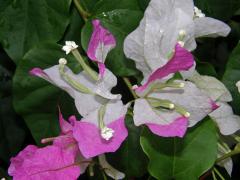 Bougainvillea glabra (Choisy) s panašovanými listeny (1b)