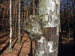 Nádor na bříze bělokoré (Betula pendula Roth) (12a)