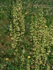 Šťovík kyselý (Rumex acetosa L.)