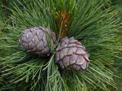 Borovice limba (Pinus cembra L.)