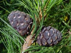 Borovice limba (Pinus cembra L.)