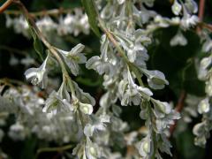 Opletka čínská (Fallopia aubertii (Louis Henry) Holub)