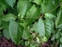 Opletka čínská (Fallopia aubertii (Louis Henry) Holub)